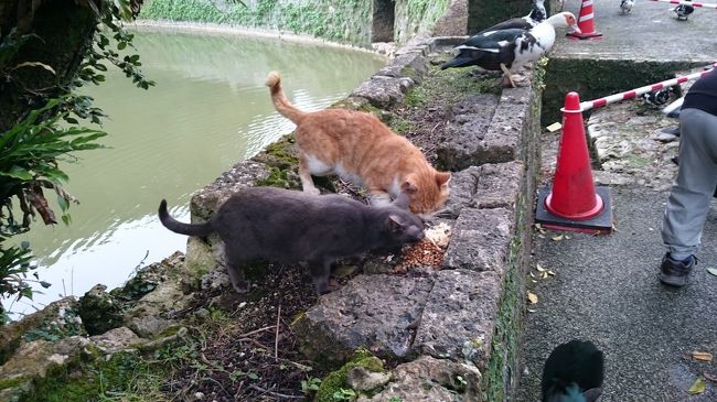 ネコもいっぱいいます。<br />手前のネコちゃんは毛並みもいいですね〜。