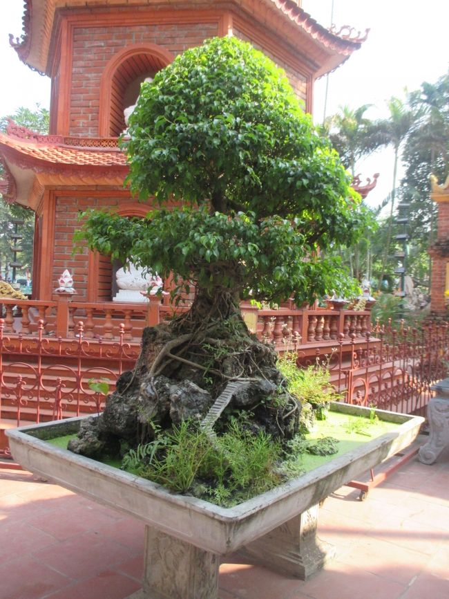 盆栽の根元に石段らしきものがある。