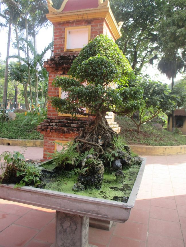 こちらの盆栽の根元には、