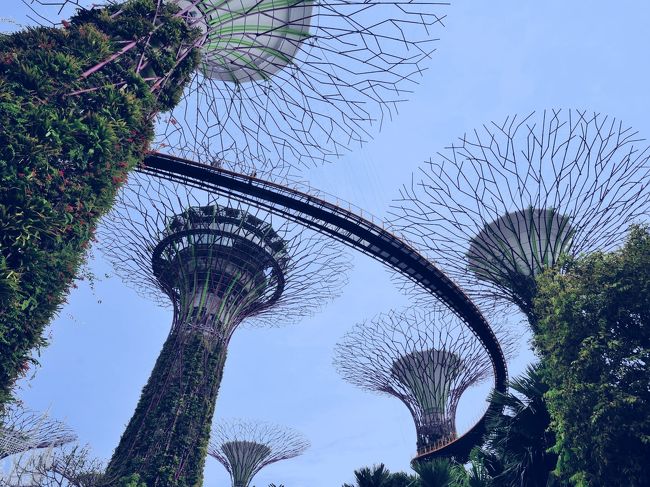 スーパーツリーを下から。<br />結構大きいです。<br />上には歩道OCBCスカイウェイがあり、歩けるようになっています。<br />但し有料です。