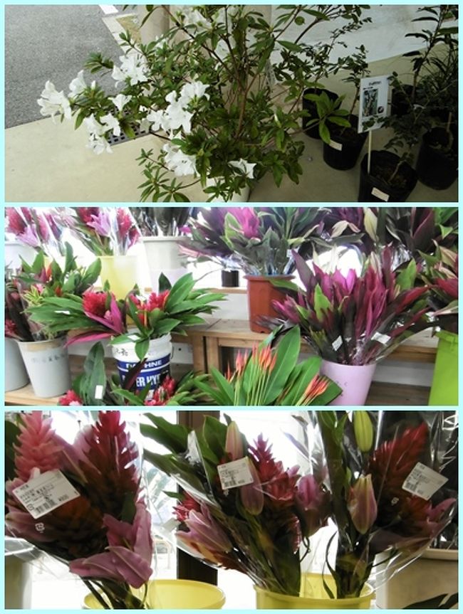 この店の斜向かいにＪＡおきなわが経営する「ゆらてぃく市場」があった。<br /><br />１月に白いツツジの鉢植えがあって、南の島を感じた。<br />その他熱帯っぽい植物の葉や、鮮やかな色の百合なども店頭を賑わせていた。