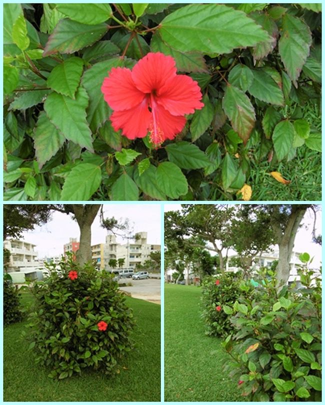 ２時近くなったので町中散策を切り上げ、「離島ターミナル」に戻ることにした。<br /><br />その途中に咲いていたハイビスカス。<br />植物が元気が良くて、南国らしいと思った。