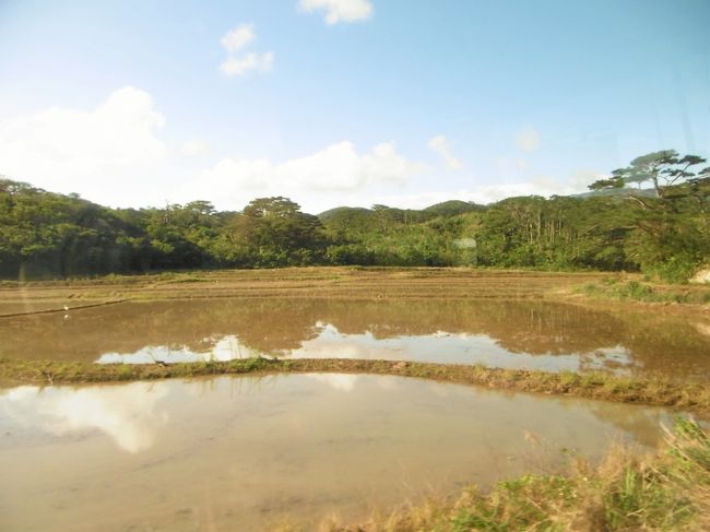 島の両サイドに水田が見えていた。<br /><br />「由布島」を右手に見て、船浦港海中道路を渡り。。。<br />