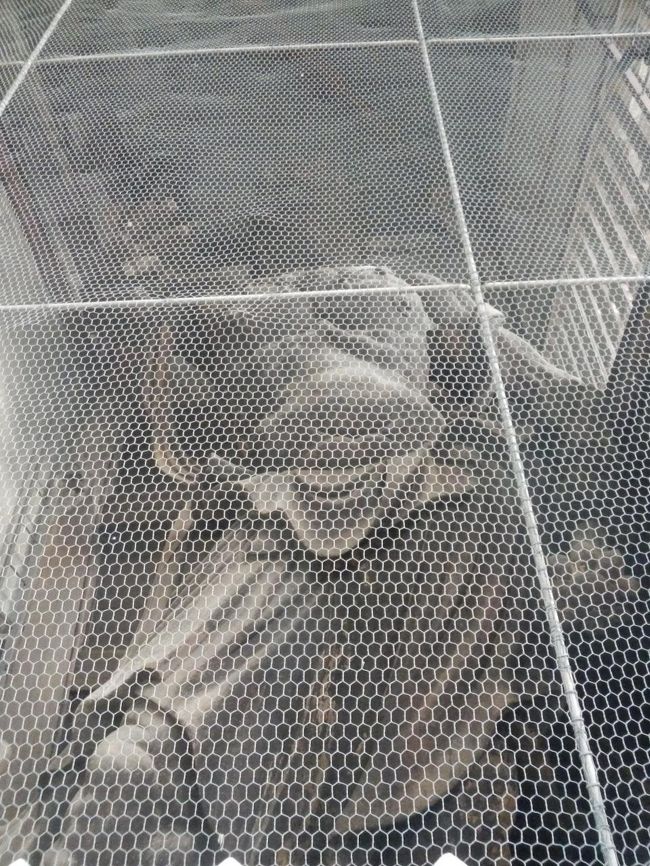 南大門の金剛力士像。