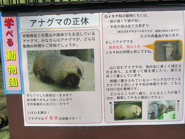 新春レッサーパンダ動物園遠征1府2県3園 京都 神戸 広島 9 初の安佐動物公園 2 順路通りに動物たちに会いながら山道をゆったり進む チータービューからニホンカモシカまで 安佐 広島県 の旅行記 ブログ By まみさん フォートラベル 新春レッサーパンダ動物園遠征1府2県3園 京都 神戸 広島 9 初の安佐動物公園 2 順路通りに動物たちに会いながら山道をゆったり進む チータービューからニホンカモシカまで 安佐 広島県 の旅行記 ブログ By まみさん フォートラベル