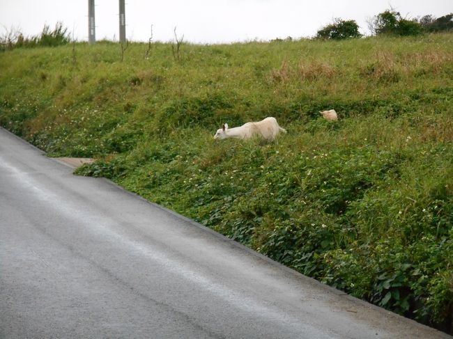 と思ったら、ヤギだったり･･･<br />ほんと、人に会いません。<br /><br />最後、「はいむるぶし」というリゾートのお土産をみて、戻りました。<br />ちょうど二時間半です。<br />道を間違えたり、自転車を押して歩いたりしたけど、三時間で余裕ですね。