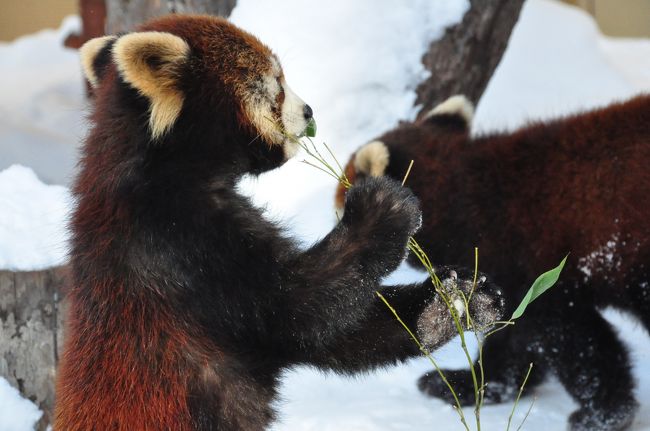 今年2回目の旭山動物園でオランウータンの行動展示を見た』旭川