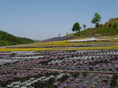 さらに近くにある花を見に行こう！ということで。

続いてやってきたのは、世羅ゆり園です。
こちらでは、ビオラ祭とゆり祭が開催中です！！
（チューリップ祭よりは空いています！）


