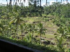 ウブドのこの棚田を見に来ました。