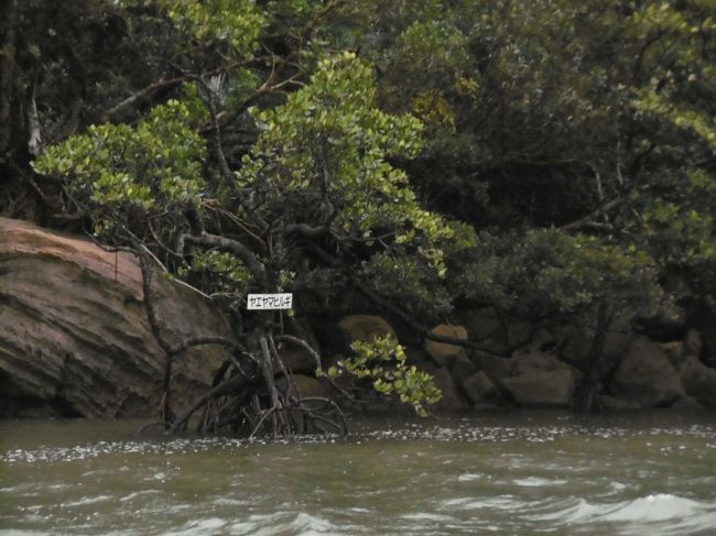 マングローブという植物はなくて、オヒルギ・メヒルギ・ヤエヤマヒルギといった河口や潮間帯の泥地に発達する特異な植物の総称を指すらしい。