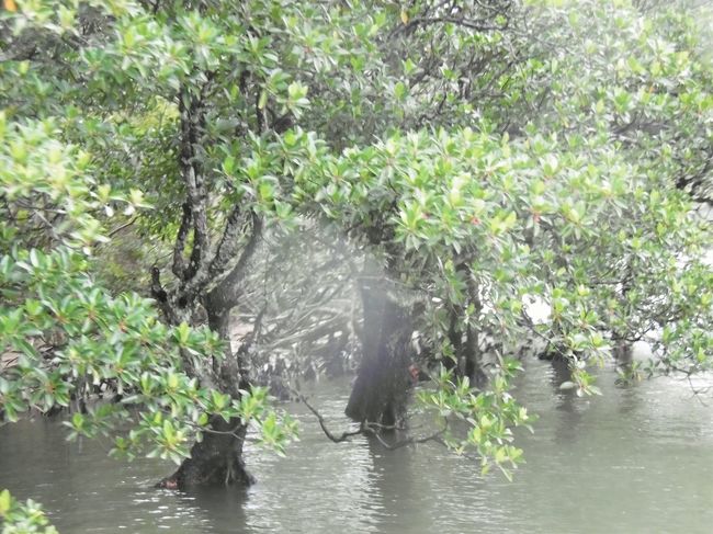 またレンズに雨粒がついて不鮮明ですが、オヒルギの赤い花を写したつもりです。