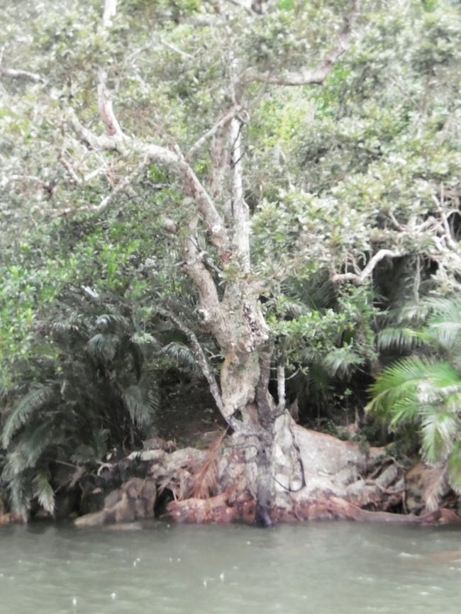 「板根」を持つ木。<br />仲間川沿いには、日本最大の「サキシマスオウ」の木がある。<br />いつかこれも見てみたい。