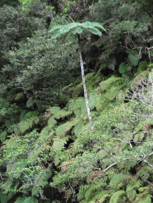 シダ類が最高に成長すると、真ん中に高く付きだしたヤシのように見えるとのこと。
