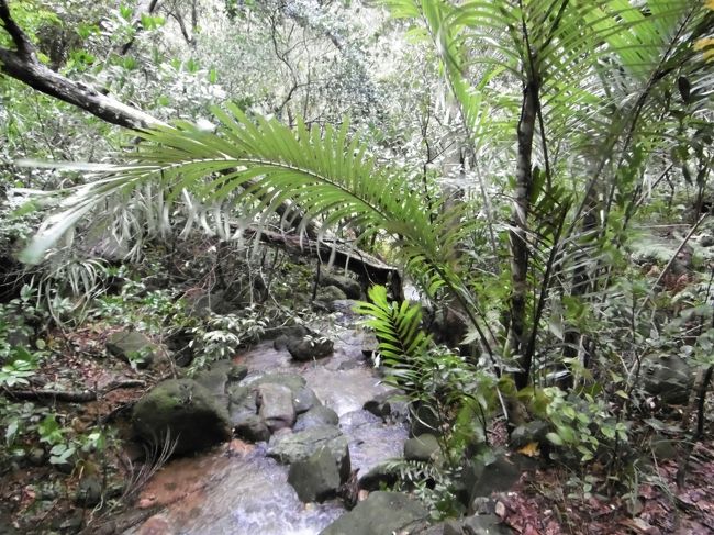 もう１０分近く経過しているのに、人の気配がない！<br /><br />やっぱりイタリア人は根性がないねぇ〜（イタリアの人、ごめんなさい！(^_^;）などと言いながら、ジャングルの中を進んだ。<br />