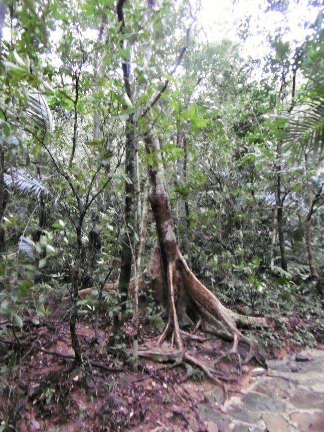 この日の午後から石垣島へのフェリーが欠航と決まったので、すぐに宿に戻って石垣島まで渡らないと、帰りの飛行機に乗れないという内容だったそうだ。
