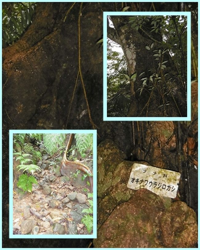 時々、こんな風に書かれたプレートなどがあって、人跡未踏の地ではないと思ったりもしたが。。。