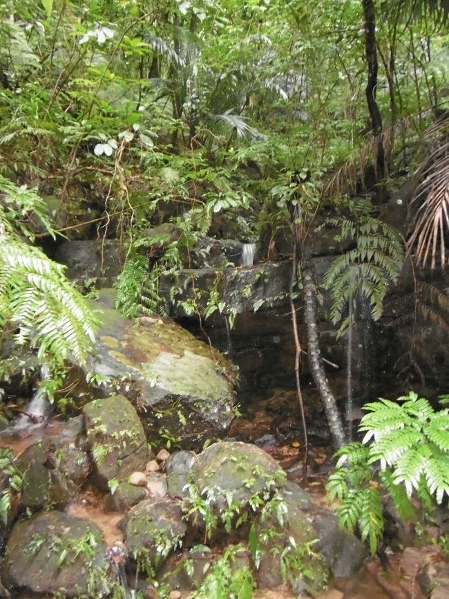 季節が暑い時期だと、たぶんハブ様や大型のトカゲ様なんかも登場するかもしれない(*_*)