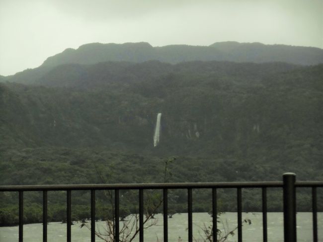 せっかくレンタカーを借りたので、「西表野生生物保護センター」に向かうことにした。<br />途中の船浦港海中道路から見えた「ピナイサーラの滝」も、一段と水量が増しているように感じられた。