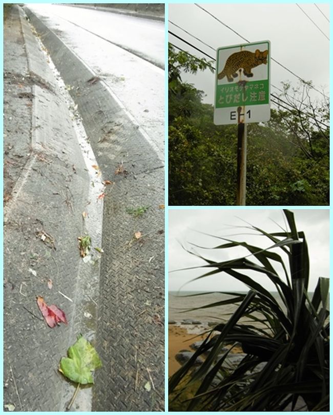 上の滝が見えた辺りの道路の側溝は、Ｖ字側溝になっていた（写真左）<br />これはイリオモテヤマネコの赤ちゃんがＵ字側溝に落ちて、這い上がることができないので、こうしたＶ字にしたそうだ。<br /><br />ちなみに西表島の側溝は、ほとんどこのＶ字側溝になっている。<br />ネコ様優先の島なのである！
