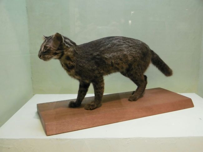 イリオモテヤマネコは、島民である遊覧船のガイド氏ですら、２回ほどしか目撃していないというので、「西表野生生物保護センター」で、剥製を眺めて諦めることにした。