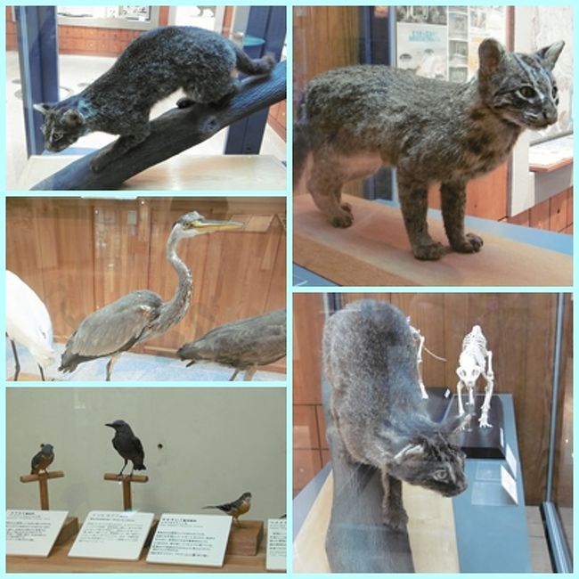 イリオモテヤマネコは、大きさは普通の日本猫とほとんど変わらない。<br />耳の先端が普通の猫よりも、やや丸みを帯びているという。<br /><br />本物に会ってみたいとは思うが、野生のまま、人間が静かに猫と共生している今の状態が、猫にとってはいいことなのだろう、たぶん。<br /><br />いつかイリオモテヤマネコに会えるかも…というのは、大いなるロマンなんですねぇ〜<br /><br />風雨に祟られたけれど、西表の自然を満喫できた一日だった。