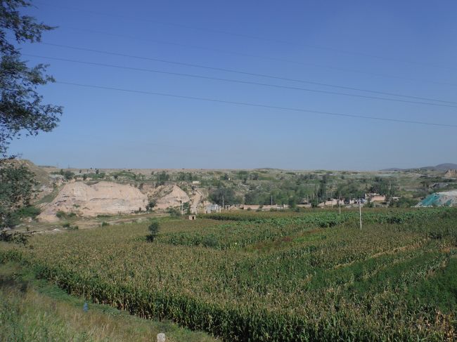 トウモロコシ畑。