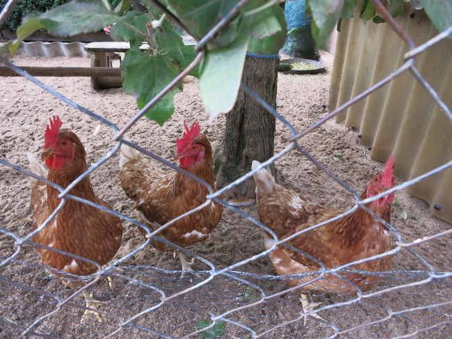 おっと！ここで鶏さんに会うなんて(*^_^*)