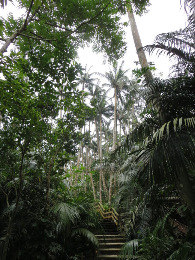 駐車場に車を停めて、山の中を登っていきます。<br />マイナスイオンたっぷりの森林浴。