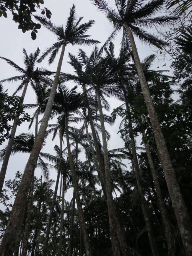 ハイこれが、ヤエヤマヤシです。