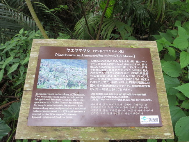 ヤエヤマヤシは、国の天然記念物に指定されています。