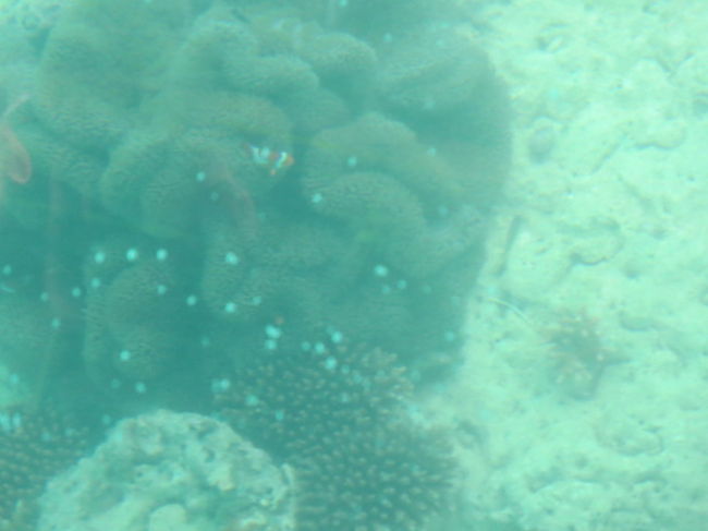 お天気が悪くって、前日も雨だったみたいなのであまり期待はしていなかったけど、初めて見るサンゴ礁は綺麗でした。<br />ニモもいました。
