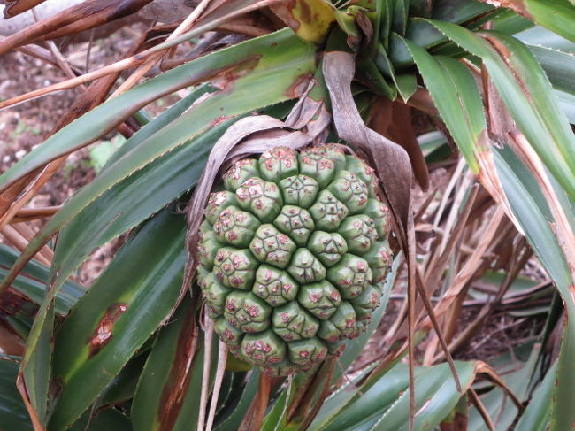 パイナップルだ！