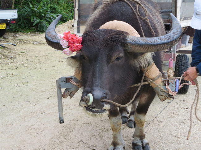 続いて、この子の登場。