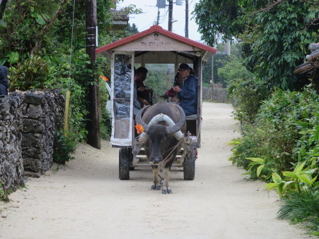 竹富島名物、水牛車観光です。