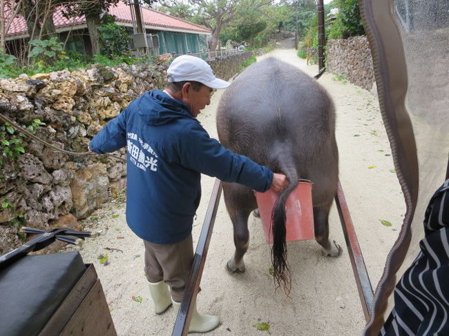 私たちを運んでくれたのは、‘ぴーすけ’くん。<br />人間年齢２４歳のイケメン水牛くんでした。<br />あっ、失礼しました。<br />観光途中ですが、催してしまいました。<br />すかさず、おじさんがバケツで受けます。<br />ナイスな連携。