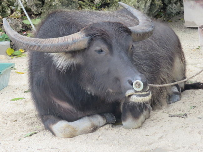 仕事を終え、お休みの水牛さん。