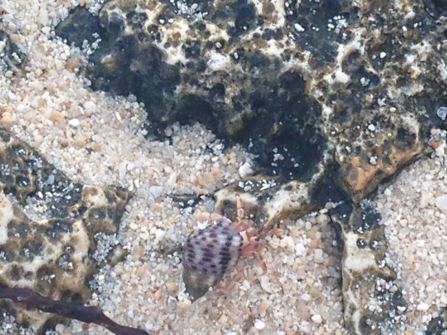 透き通った水の中にヤドカリ発見＾＾