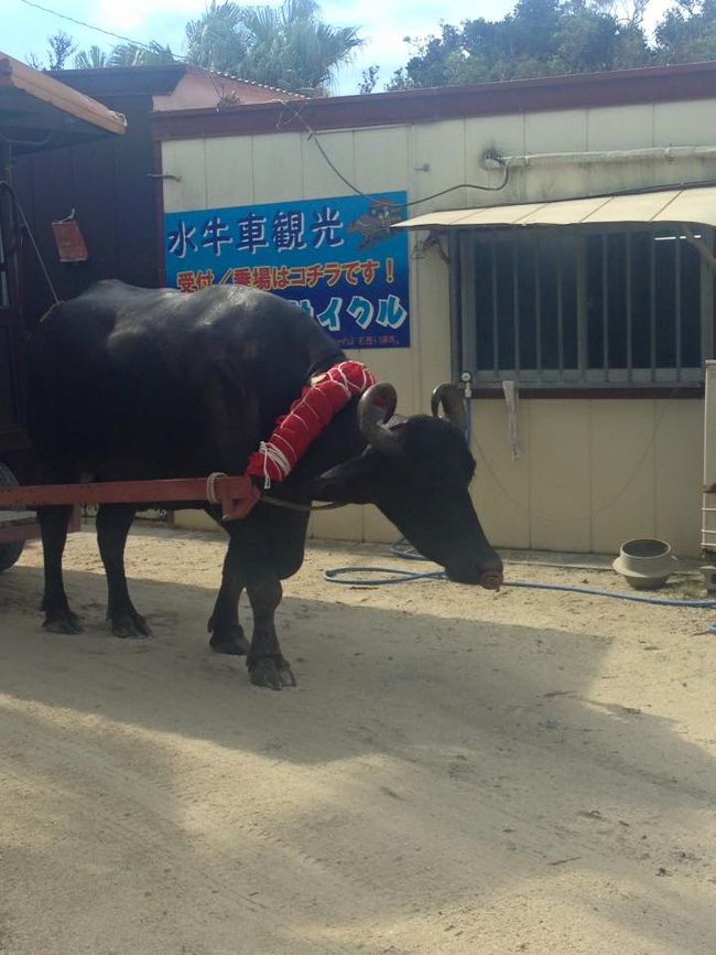 定番ですが＾＾<br />水牛車に乗る事にしました。