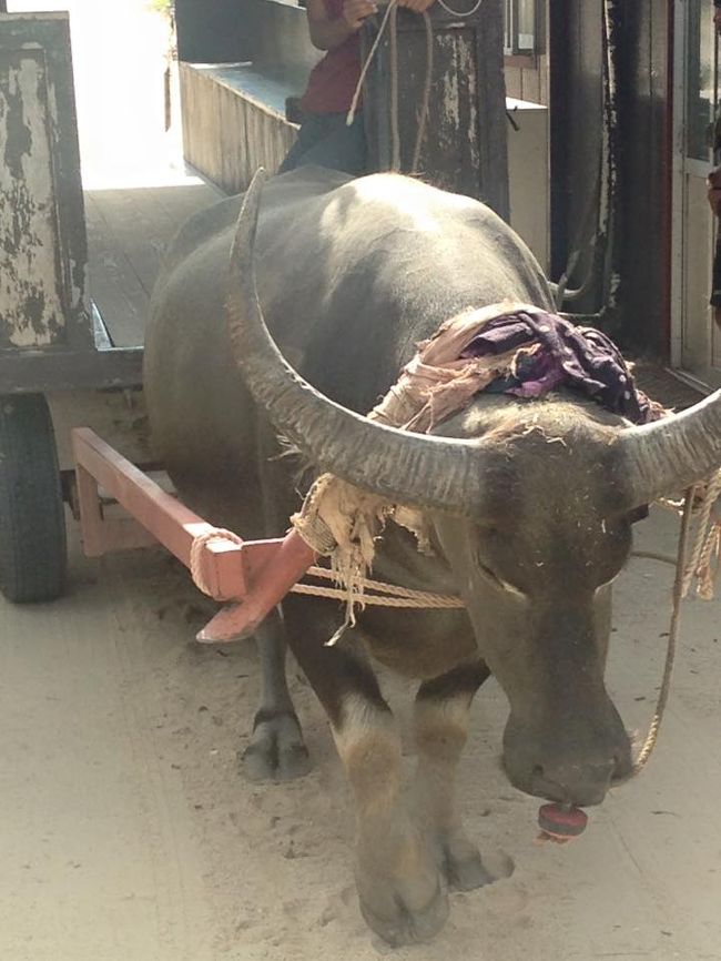 綺麗なお顔の子でした。
