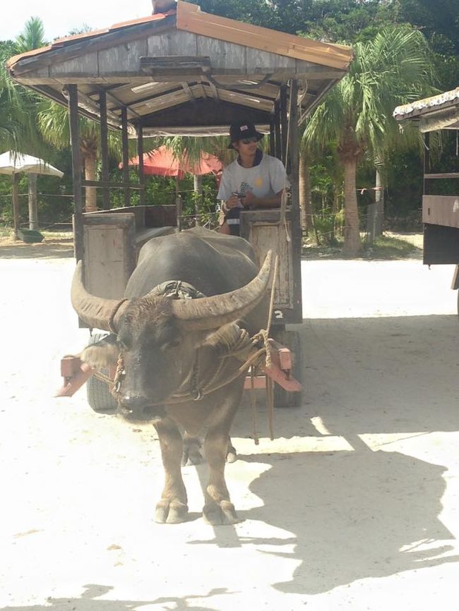 この子はリリシイ！