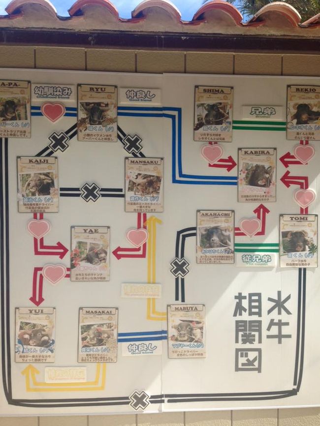 水牛相関図（笑）<br />水牛関係もいろいろ大変なようです…