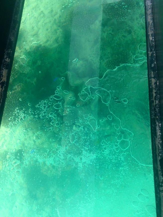 グラスボート乗船！<br />亀が一瞬見えました！