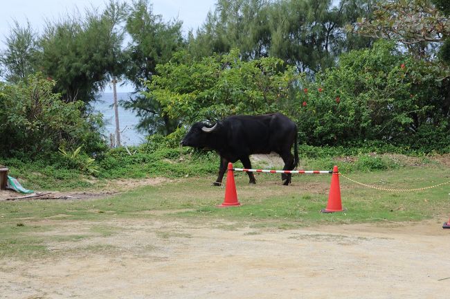 怖そうな水牛さんです・・・。