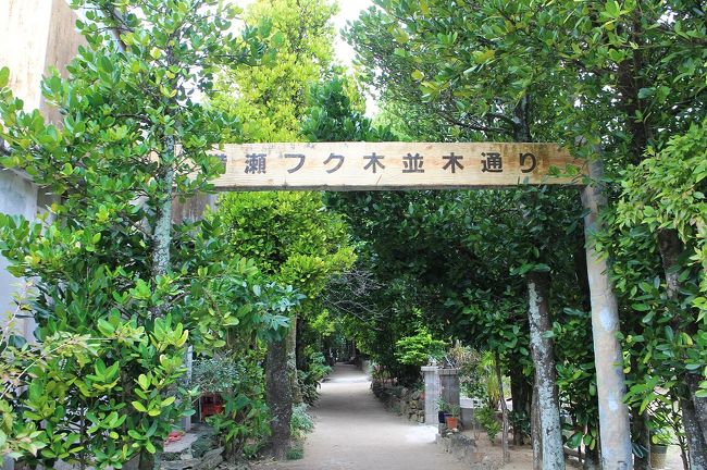 食後のお散歩です！