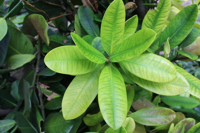 フク木の葉っぱって、こんな形しているんですね。