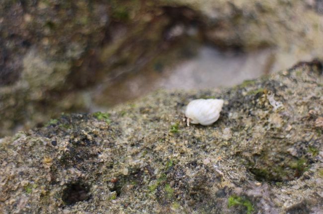 やどかりさんが遊んでました。