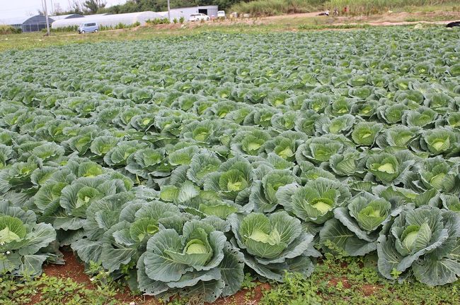暖冬で大きなキャベツがすくすく育っています。