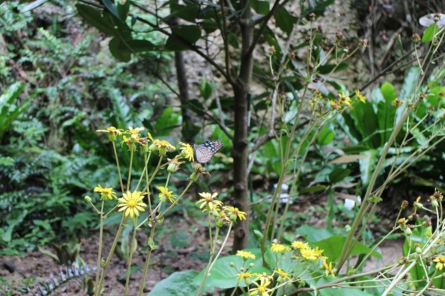 不思議なことに、蝶々がたくさんいました。<br /><br />パワースポットだから？