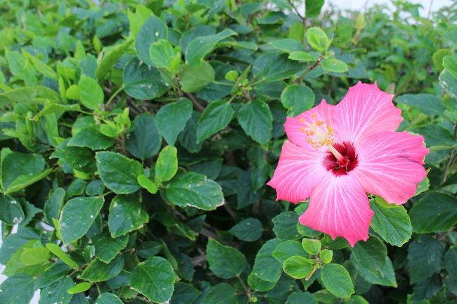 綺麗なハイビスカス。