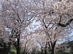 赤羽駅から北上すること数分…
桜の穴場を教えてもらいました。
めっちゃ凄い。